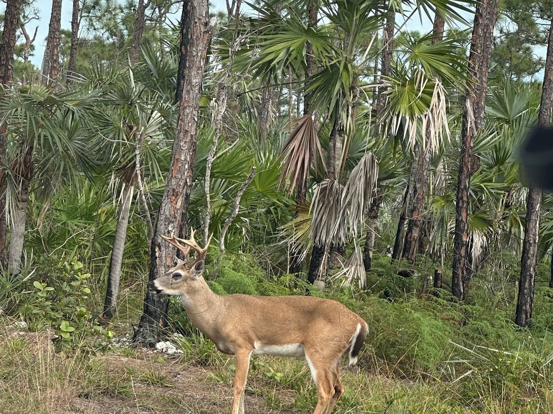 National Key Deer Refuge-Big Pine Key必去景点