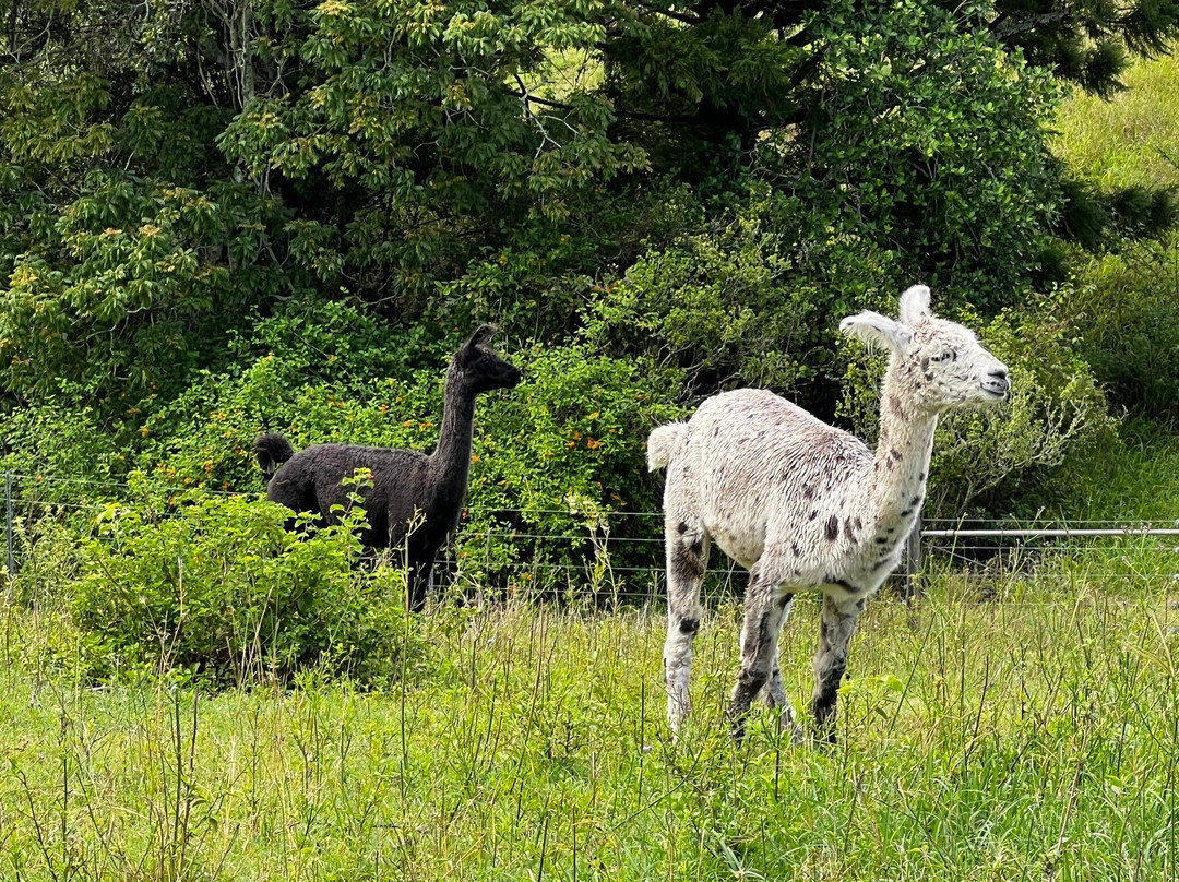 The Llama Farm景点图片