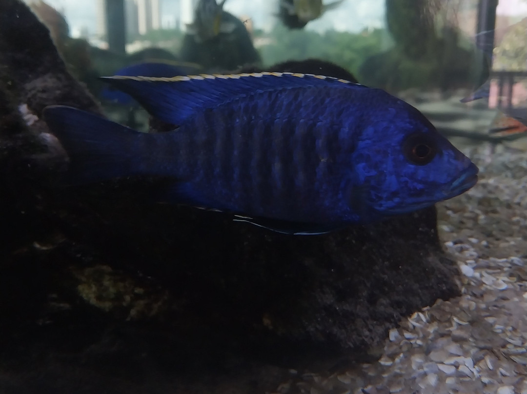 Aquario Municipal de Piracicaba-皮拉西卡巴必去景点