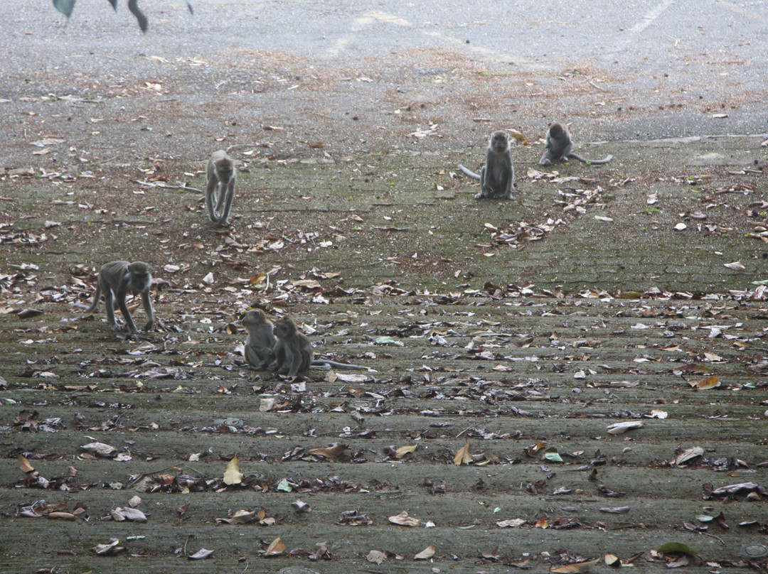Bukit Shahbandar Forest Recreation Park-斯里巴加湾必去景点