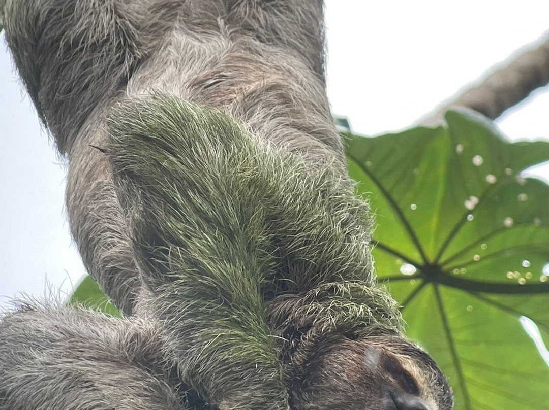 Nature Tours Costa Rica-哥斯达黎加安东尼奥国家公园必去景点