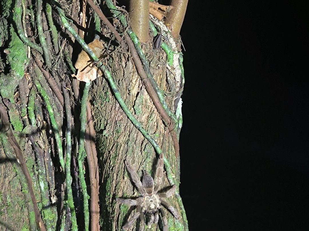 Jungle Night Walk景点图片