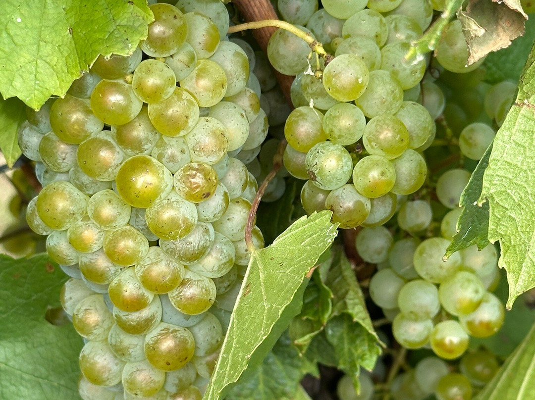 Wine Country Motor Inn主图