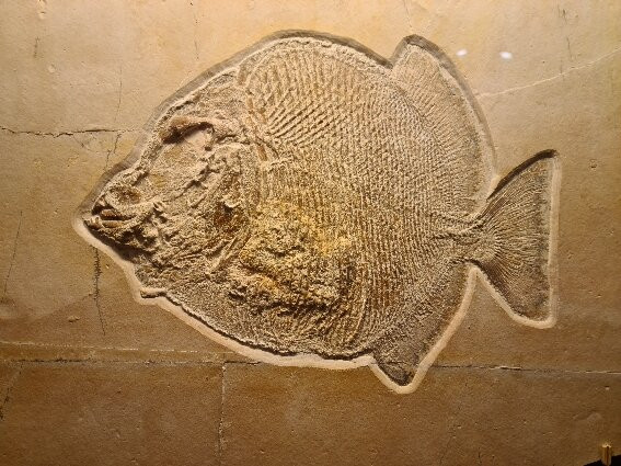 Naturkunde-Museum Bamberg-班贝格城必去景点
