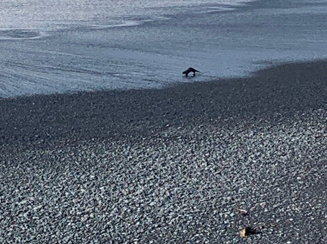 Black Sands Beach景点图片