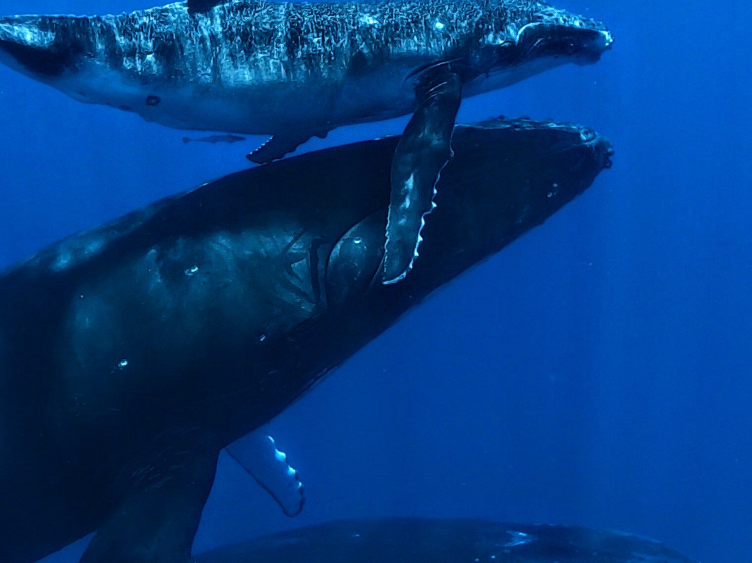 Natura / Captain Ju-Vairao必去景点