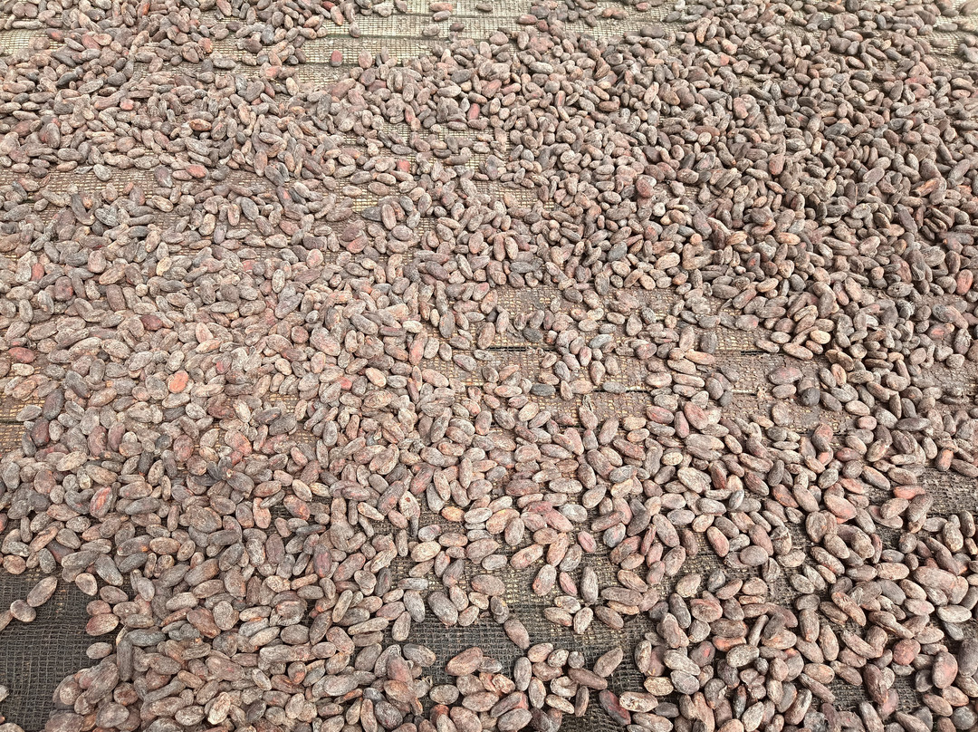 Bohol Chocolate Farm景点图片