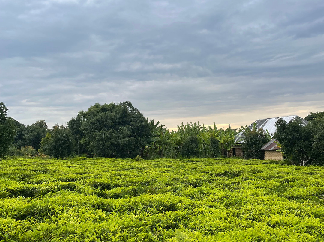 Mount Rungwe-Tukuyu必去景点