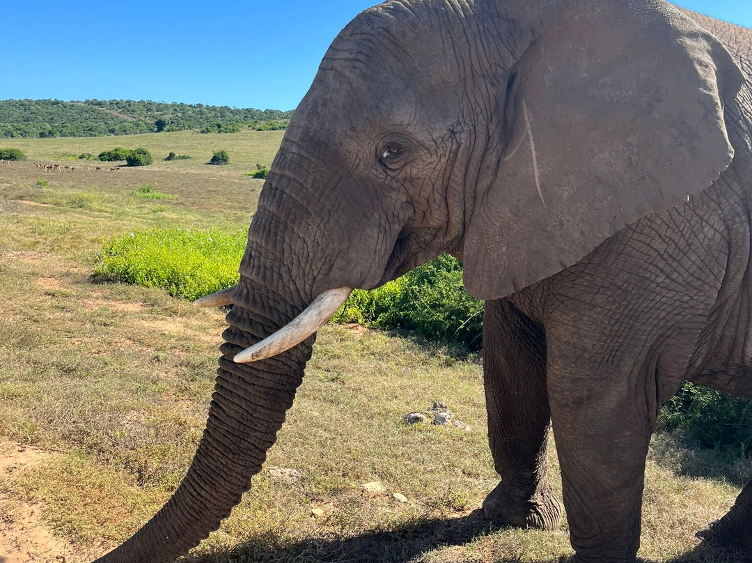 African Sightings Adventure Tours & Safaris景点图片