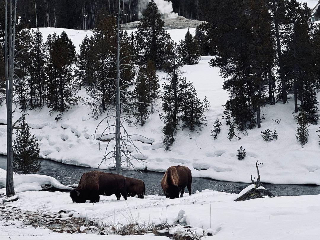 Yellowstone Expeditions-西黄石镇必去景点