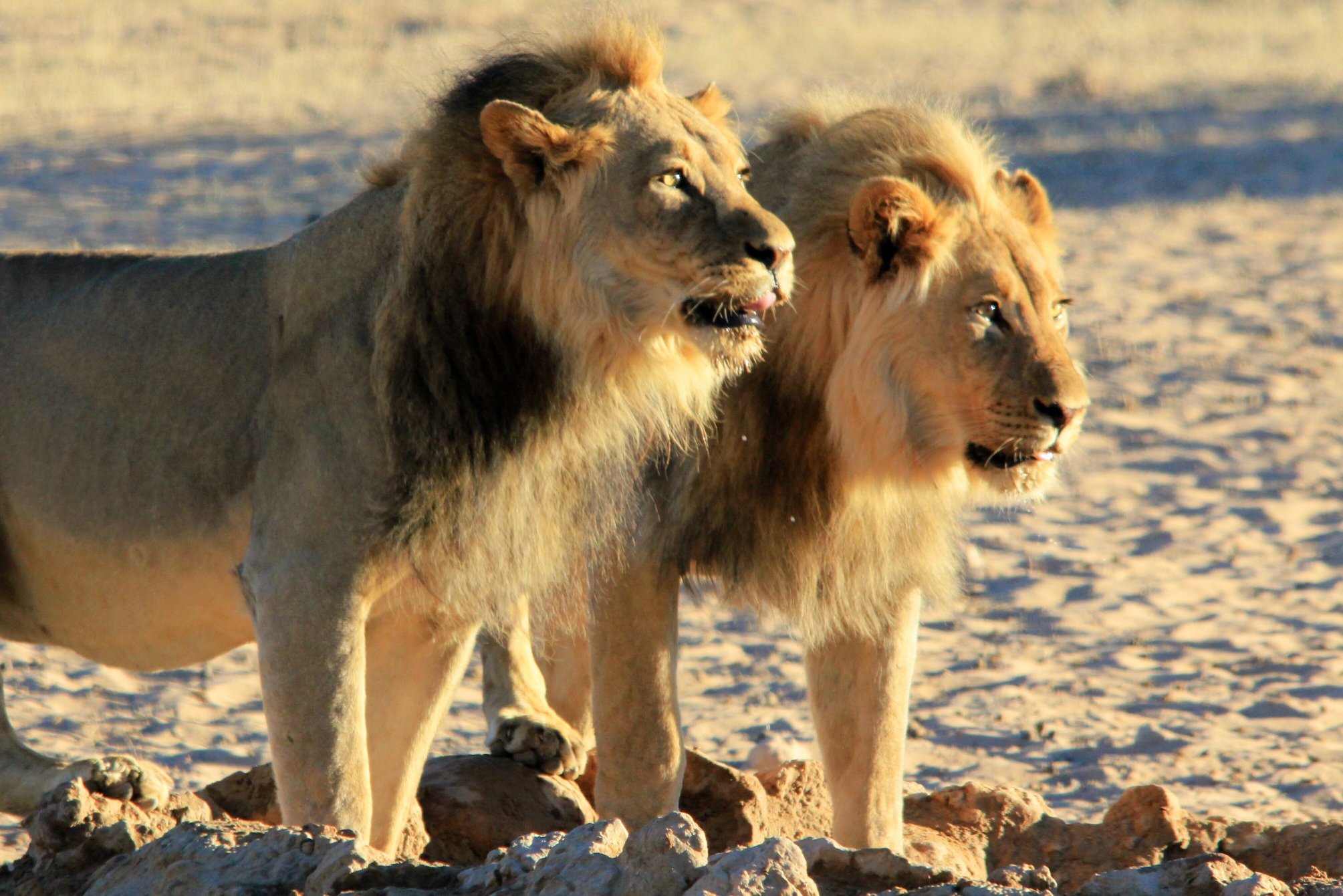 Twee Rivieren Restcamp-官方