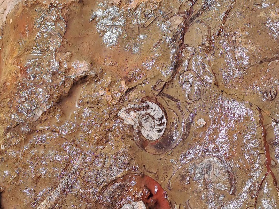 Macro Fossiles Kasbah-Erfoud必去景点