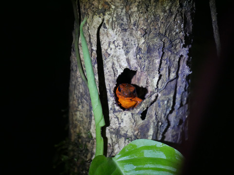 Natura Eco Park Costa Rica-福德圣卡洛斯必去景点