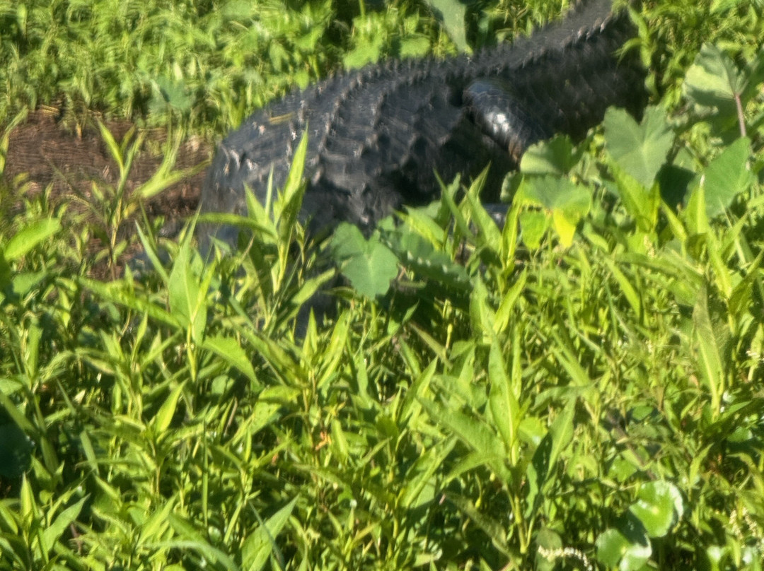 Master Gator Airboat Tours of Palm Beach County景点图片