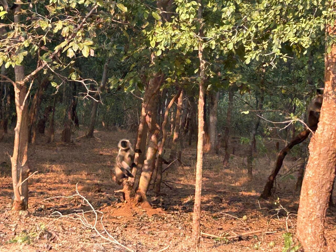 Betla National Park-Palamu District必去景点