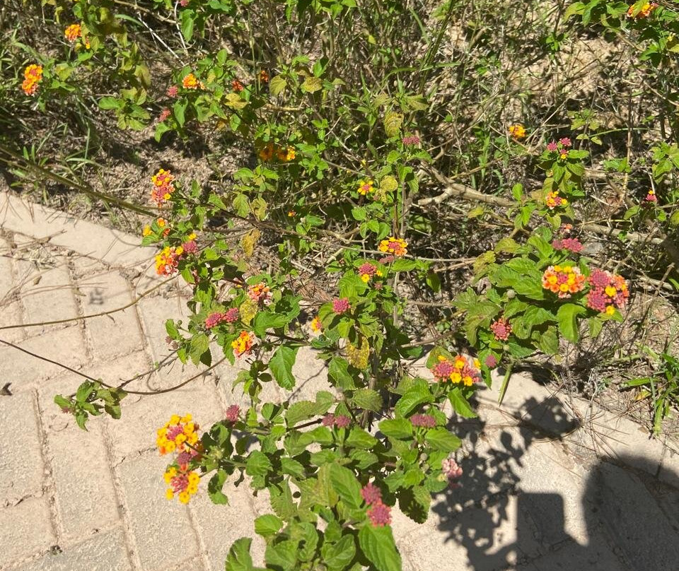 Parque Jequitibá-Cotia必去景点