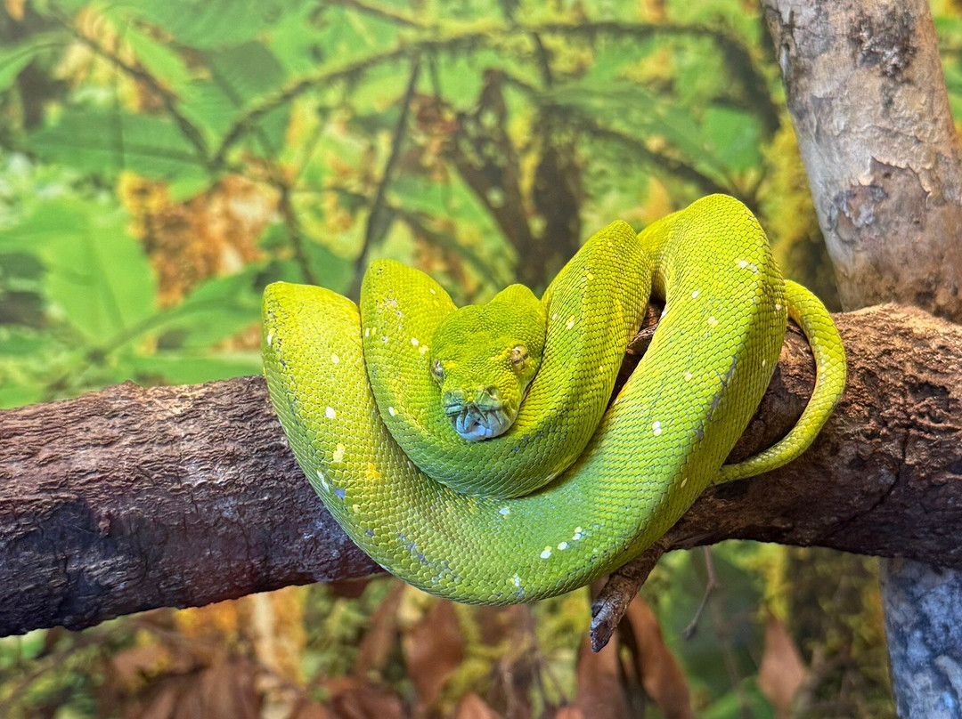 Iguanaland-蓬塔戈尔达必去景点