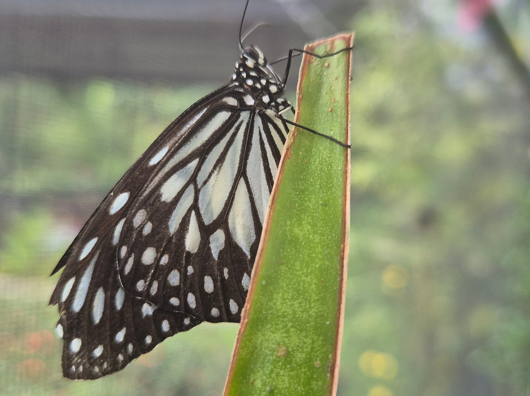 Bohol Transfers-Pilar必去景点