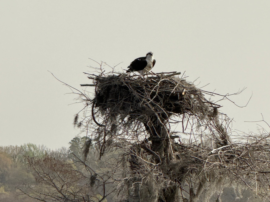 Ole Jigger Caddo Lake Adventures-Karnack必去景点