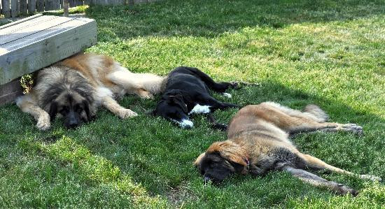 Hounds Tooth Inn主图