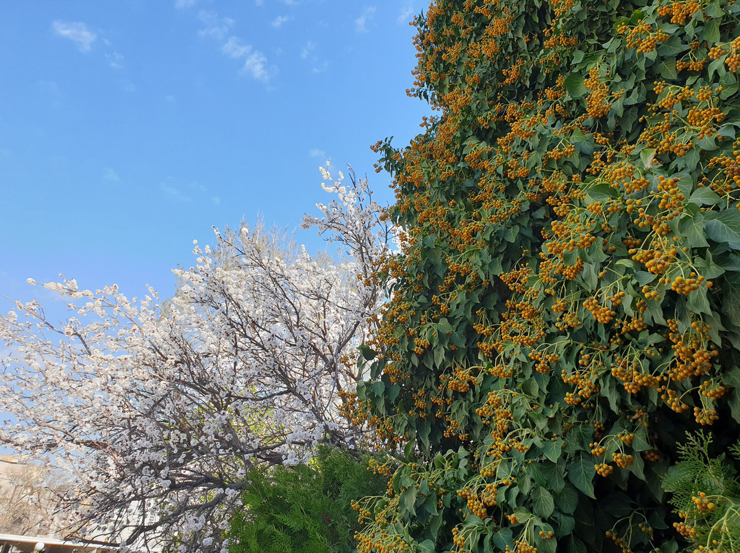 Parsian Hotel Buali主图