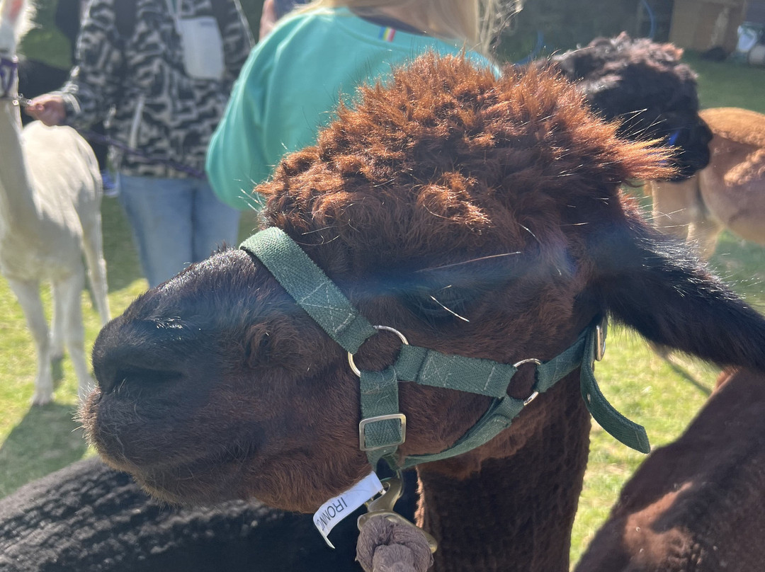Hensting Alpacas-伊斯特利必去景点