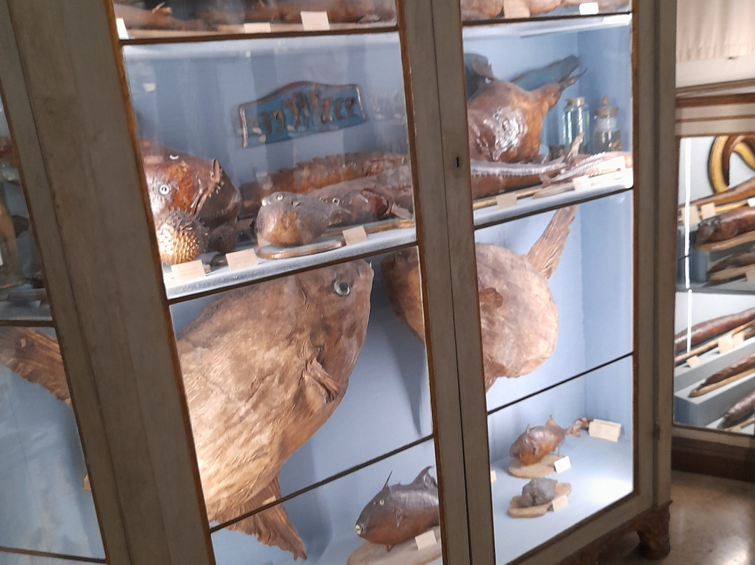 Musei Civici景点图片