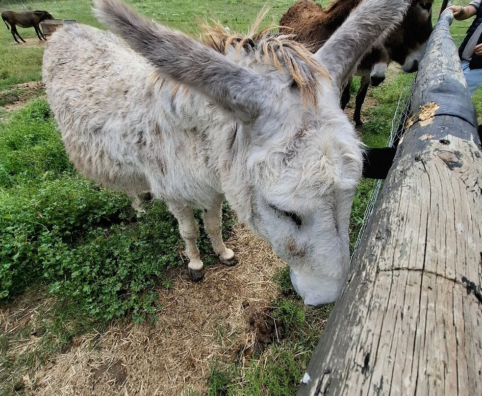 Mad Donkey Mallorca-Pollenca必去景点