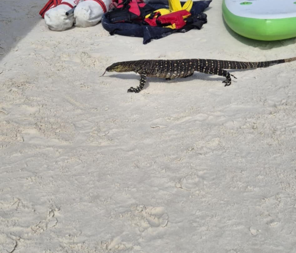 Reefstar Cruises-艾尔利滩必去景点