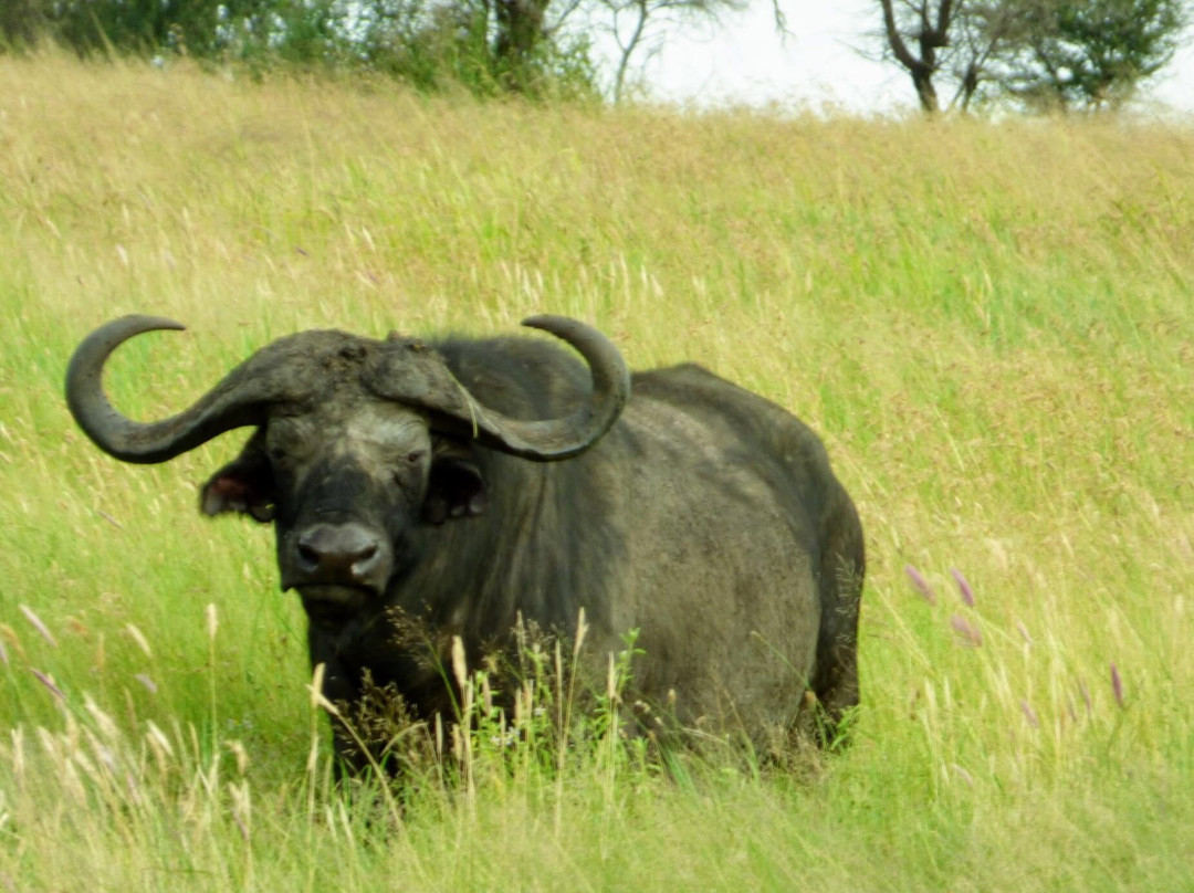 Smart Wildlife Safaris Ltd-乞力马扎罗区必去景点