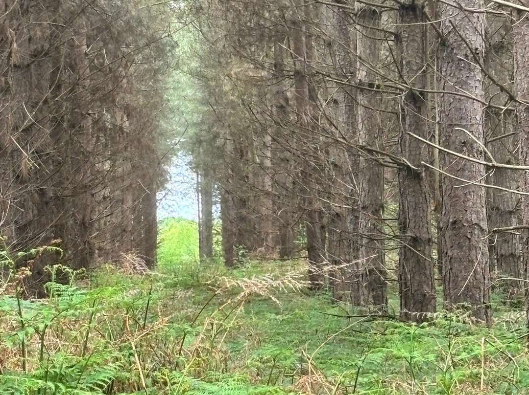 Rendlesham Forest Centre-Woodbridge必去景点