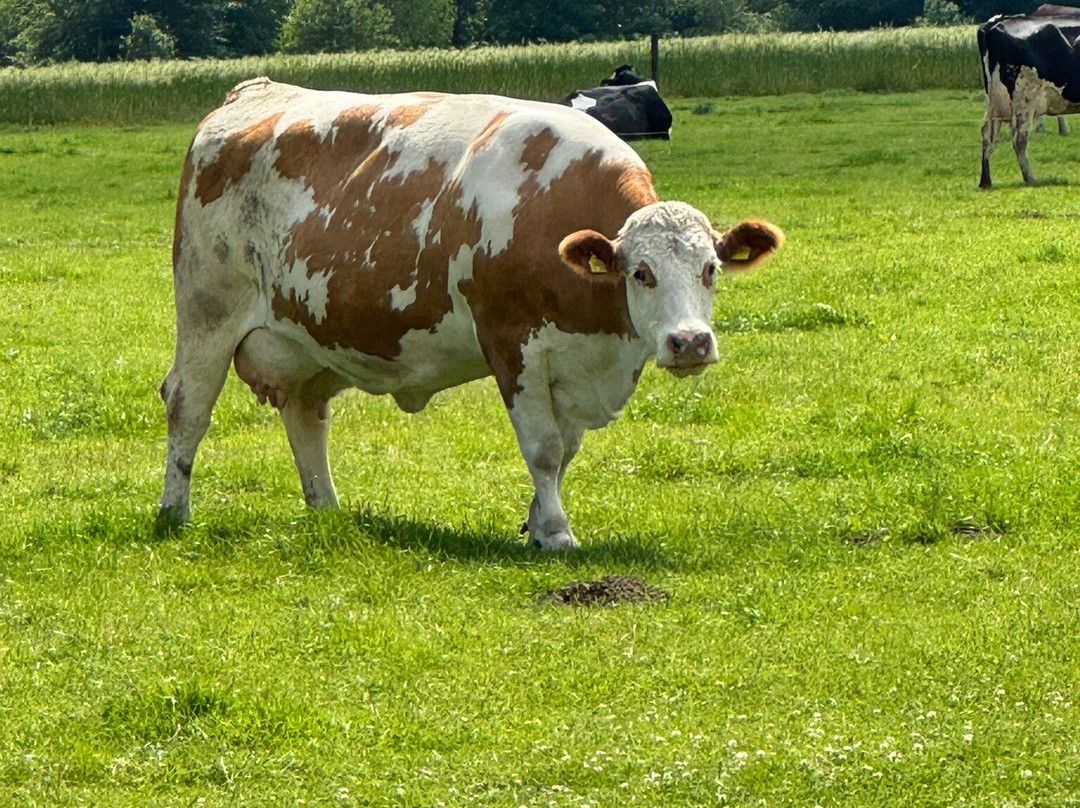 City Hotel Kleve主图