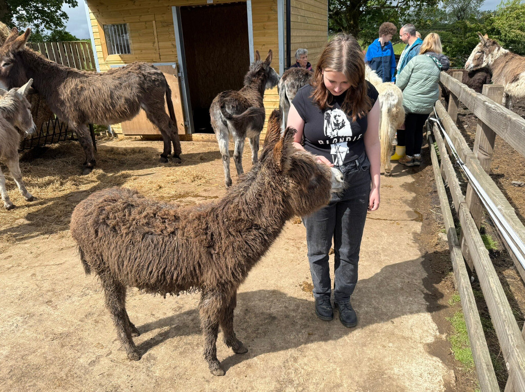 Barnhill Donkeys Retreat Sleagill景点图片