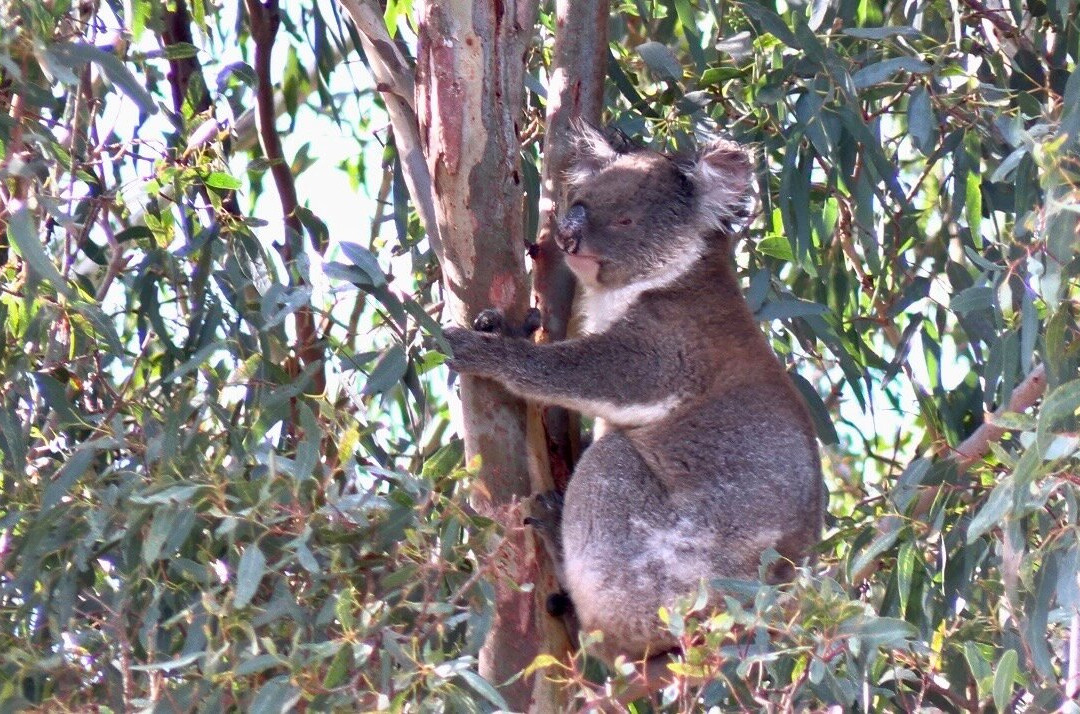 Exceptional Kangaroo Island景点图片