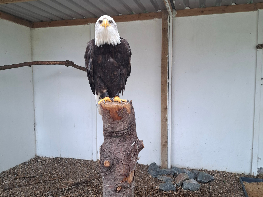 Tattershall Farm Park景点图片