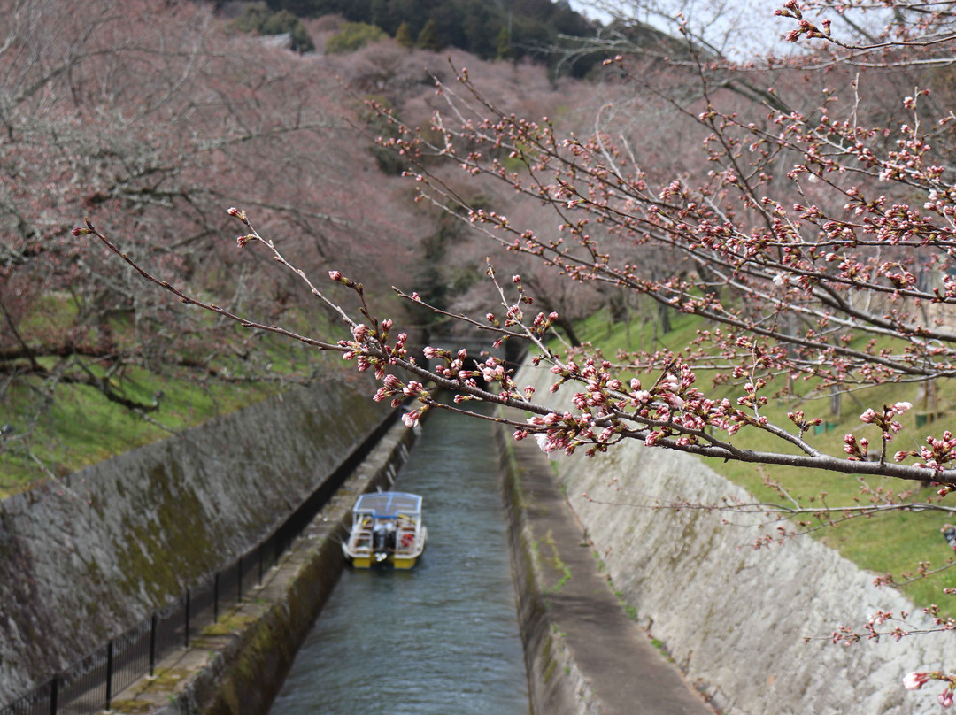 Lake Biwa Sosui-no Sakura-大津市必去景点