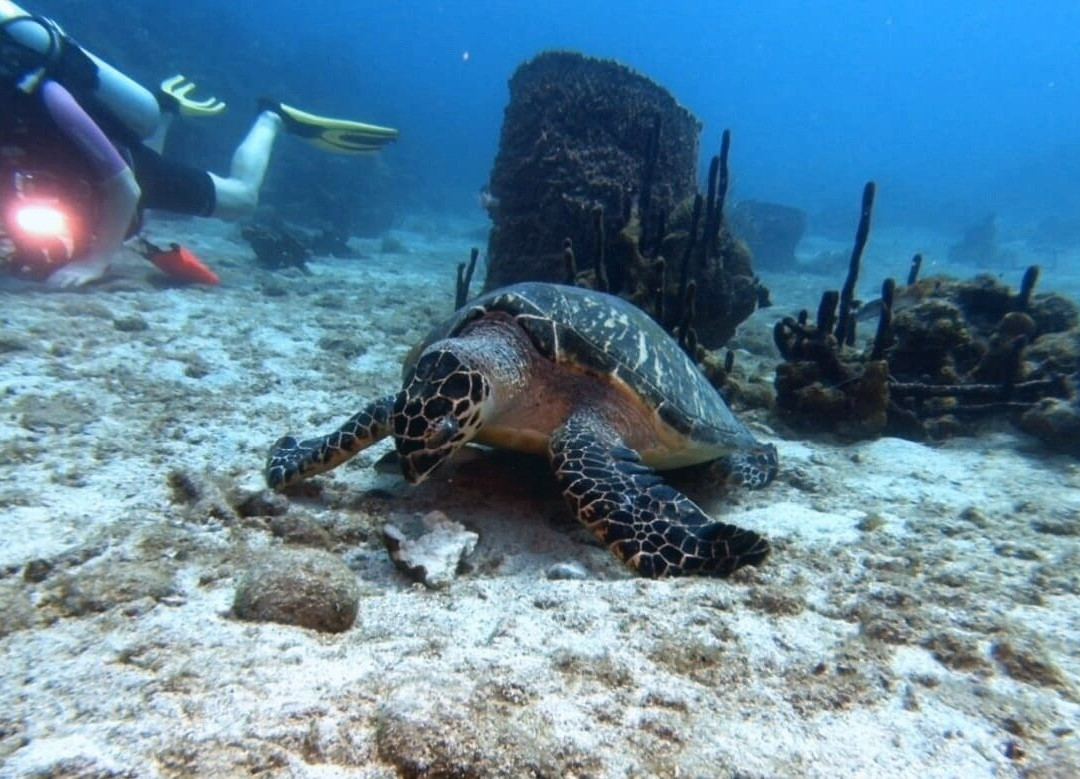 Tropicalsub Diving-Deshaies必去景点