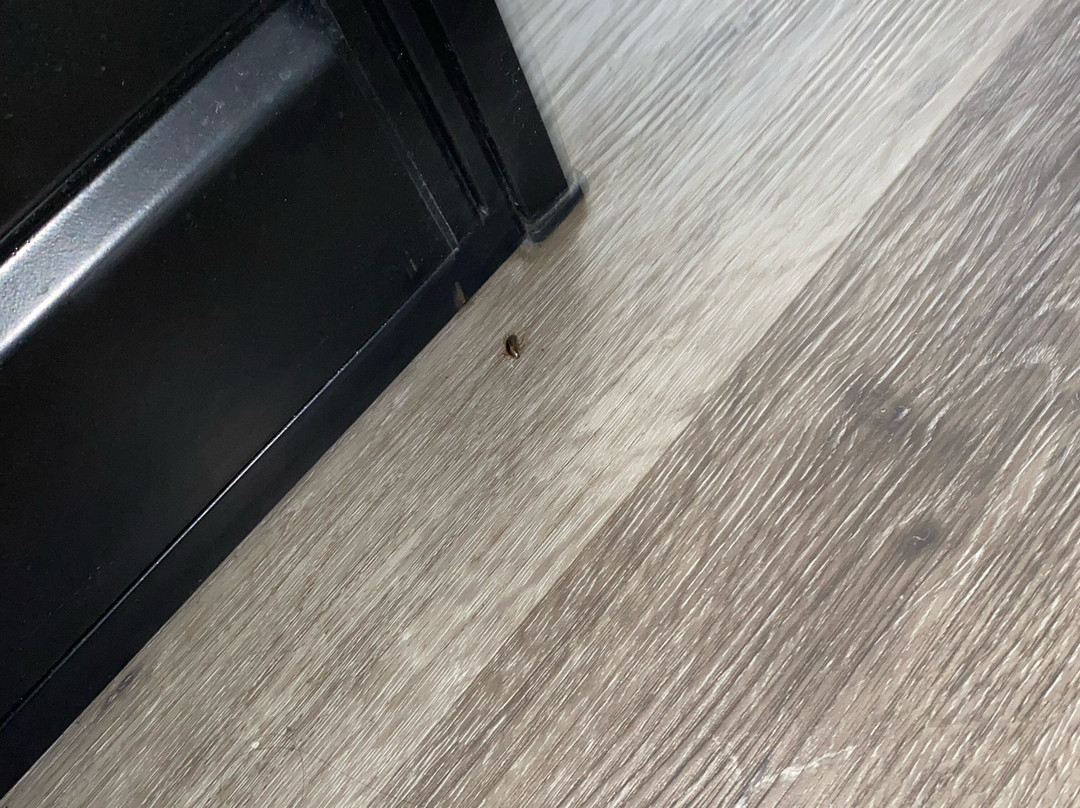 Quality Inn & Suites Statesboro主图