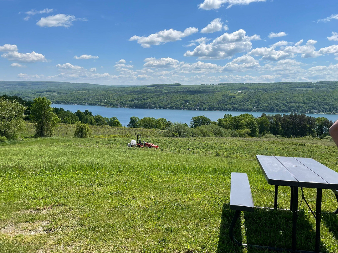 Divided Sky Vineyard-Hammondsport必去景点