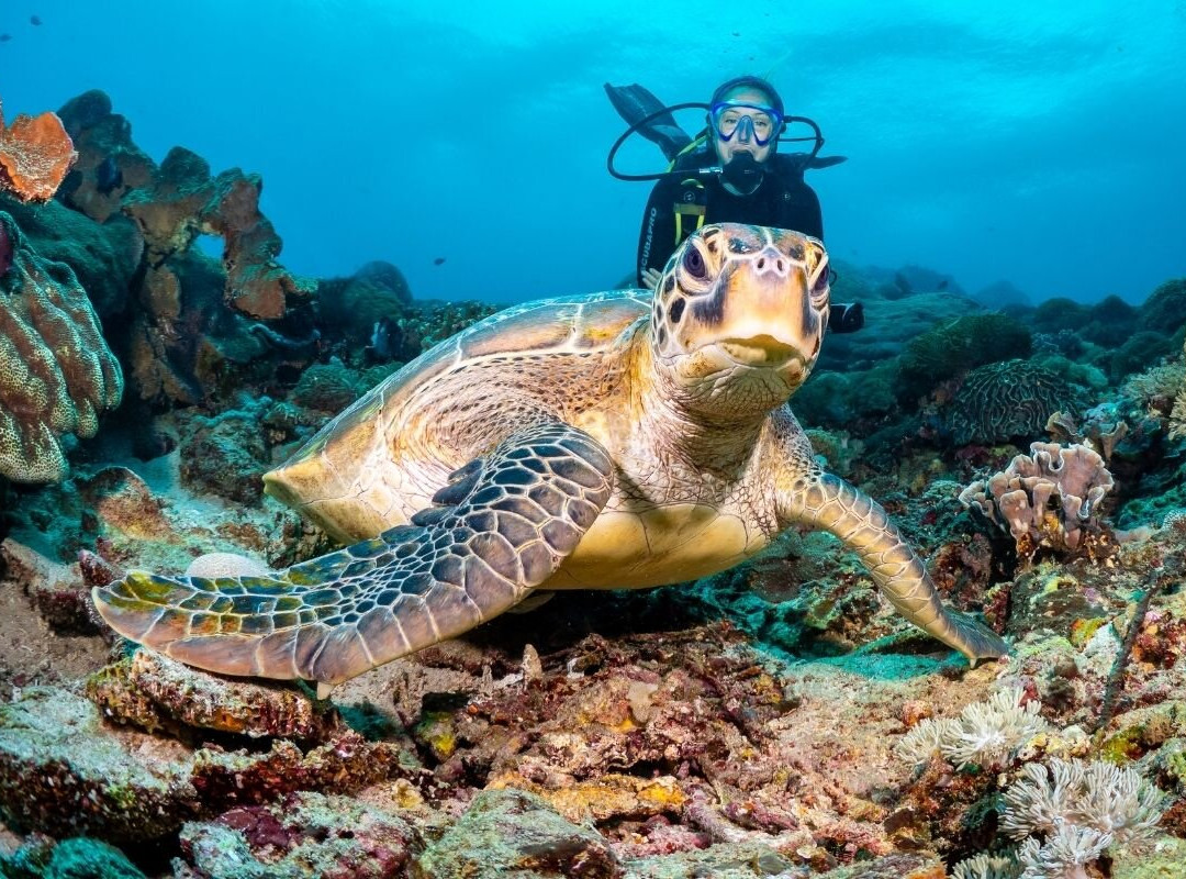 Bali Hai Diving Menjangan-班玉威当必去景点