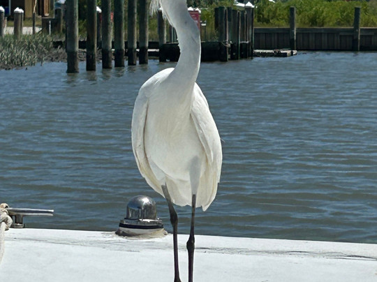 Chincoteague Island Adventures-钦科蒂格岛必去景点