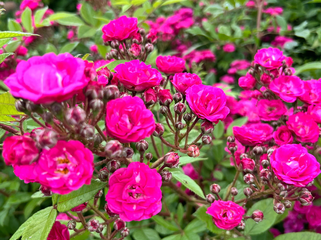 Somerleyton Hall Gardens-Somerleyton必去景点