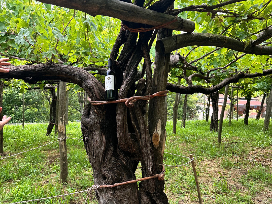 Tenuta San Francesco-Tramonti必去景点