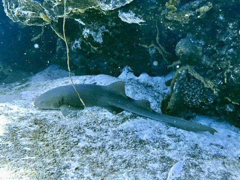 Barefoot Dive Center-考祖梅必去景点