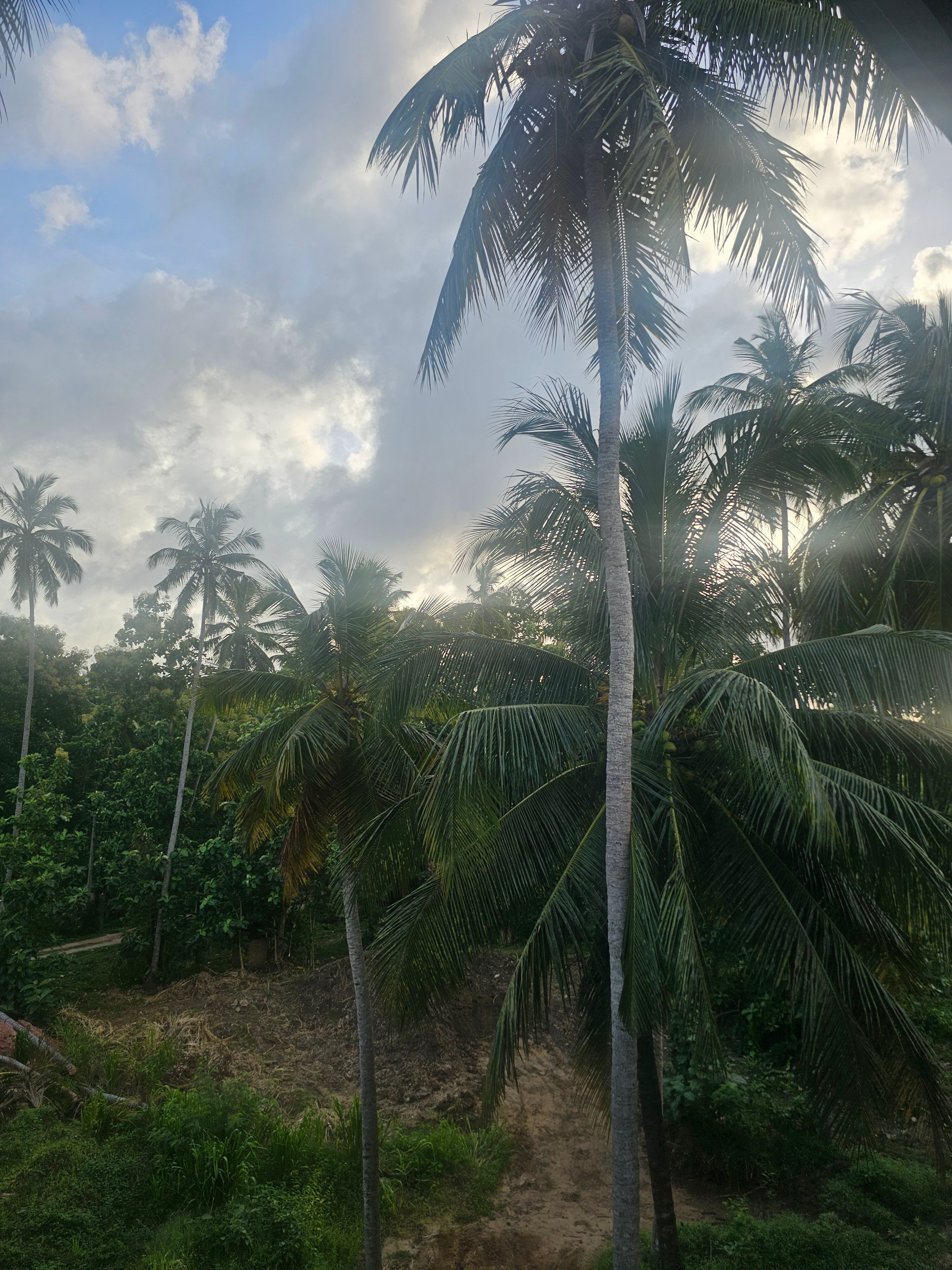 Karunakarala Ayurveda Resort-官方