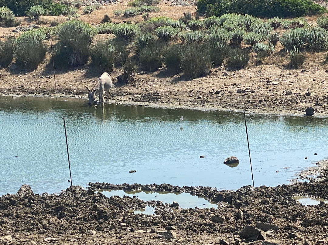 Wild Asinara Park-萨萨里省必去景点