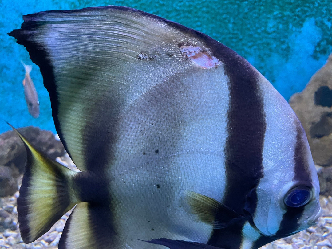 Aquarium-斯利维尼萨必去景点