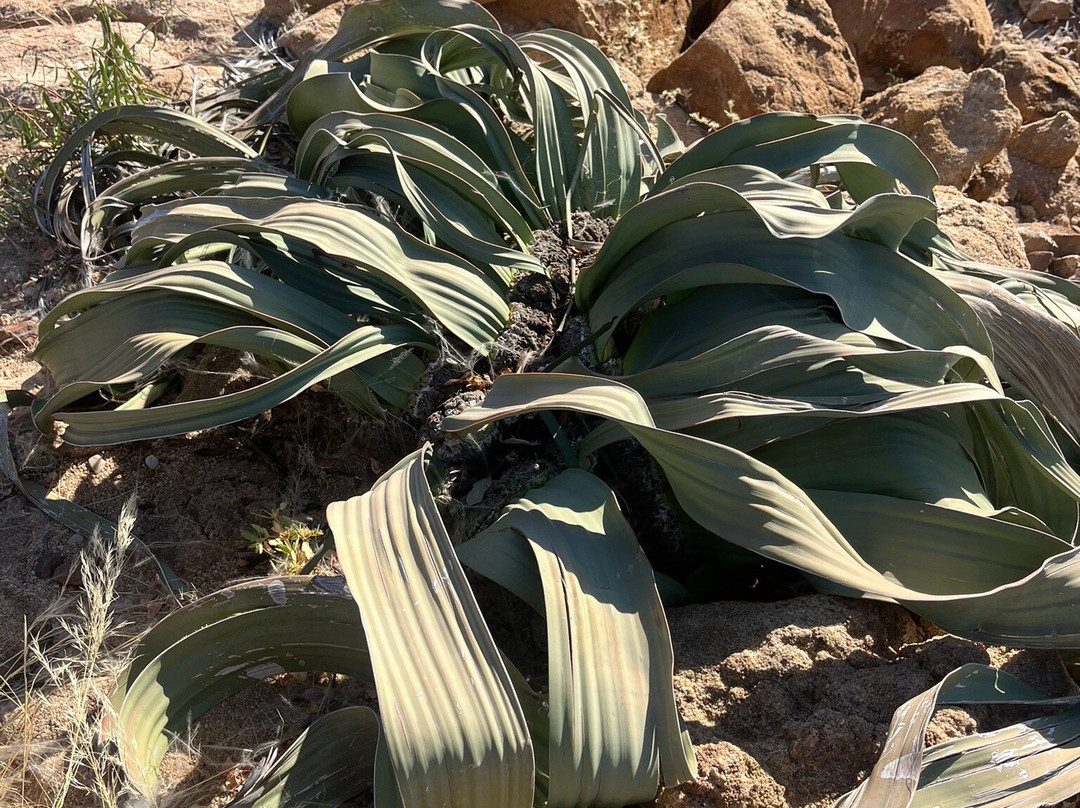 Petrified Forest-Khorixas必去景点