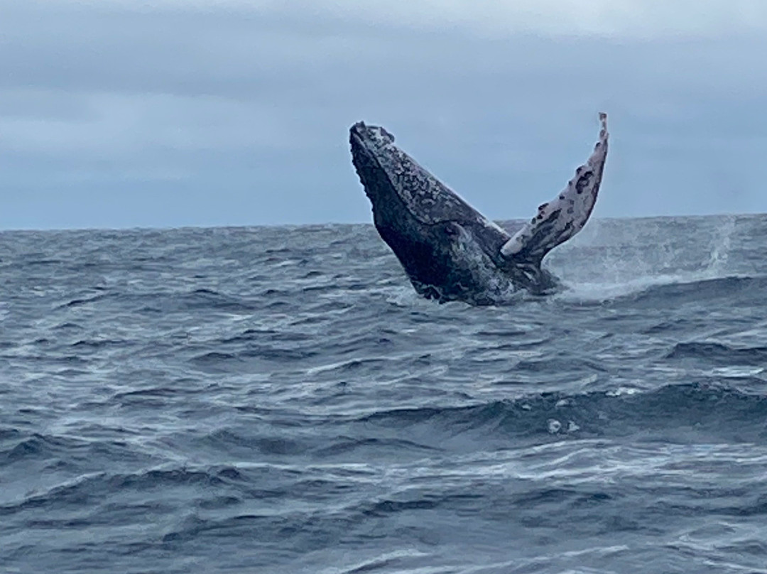 Machalilla Tours-Puerto Lopez必去景点