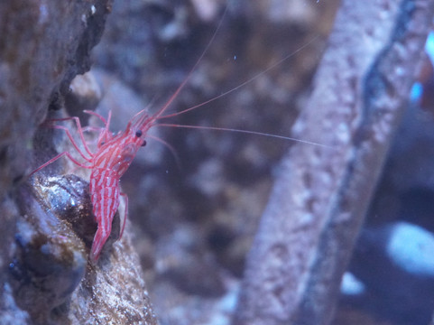 Caracol-恩塞纳达必去景点